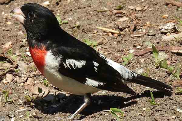 Rose-breasted Grosbeak on ground