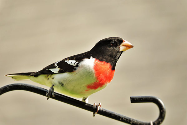 Rose-breasted Grosbeak sideview