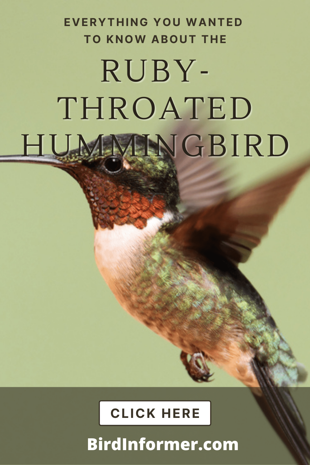 Ruby-Throated Hummingbird PIN
