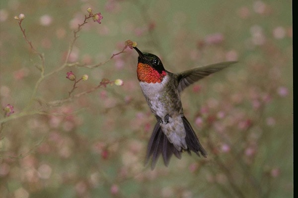 Ruby-throated Hummingbird and flower