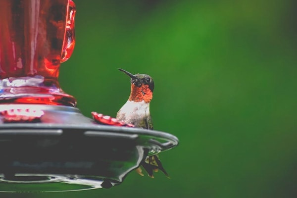 Ruby-throated Hummingbird eating
