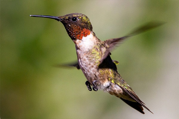 Ruby-throated Hummingbird in flight