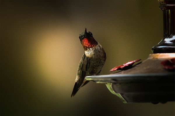 Ruby-throated Hummingbird in summer