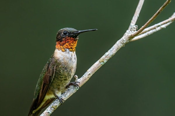 Ruby-throated Hummingbird on branch