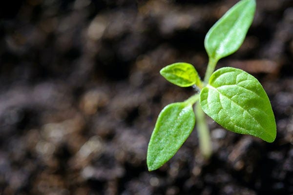 Sprouting Bird Seed