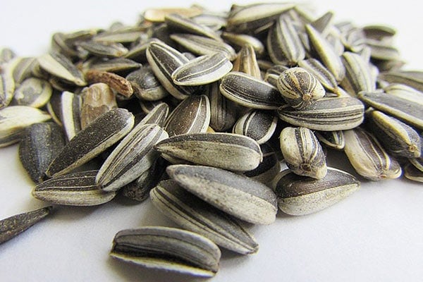 Sunflower Seeds