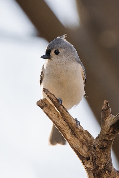 Tufted Titmouse front view