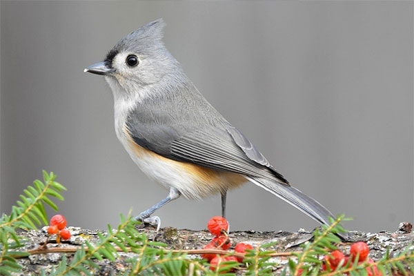 Tufted Titmouse in tree