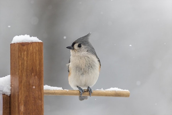 Tufted Titmouse in winter