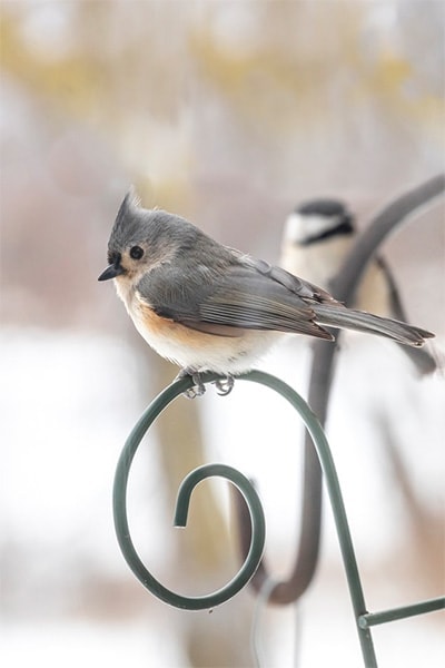 Tufted Titmouse perched