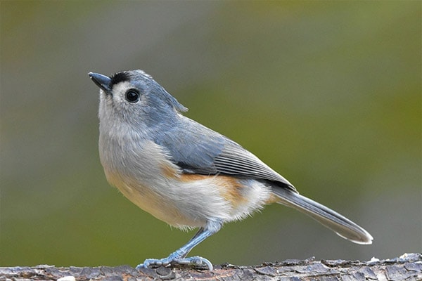Tufted Titmouse side view