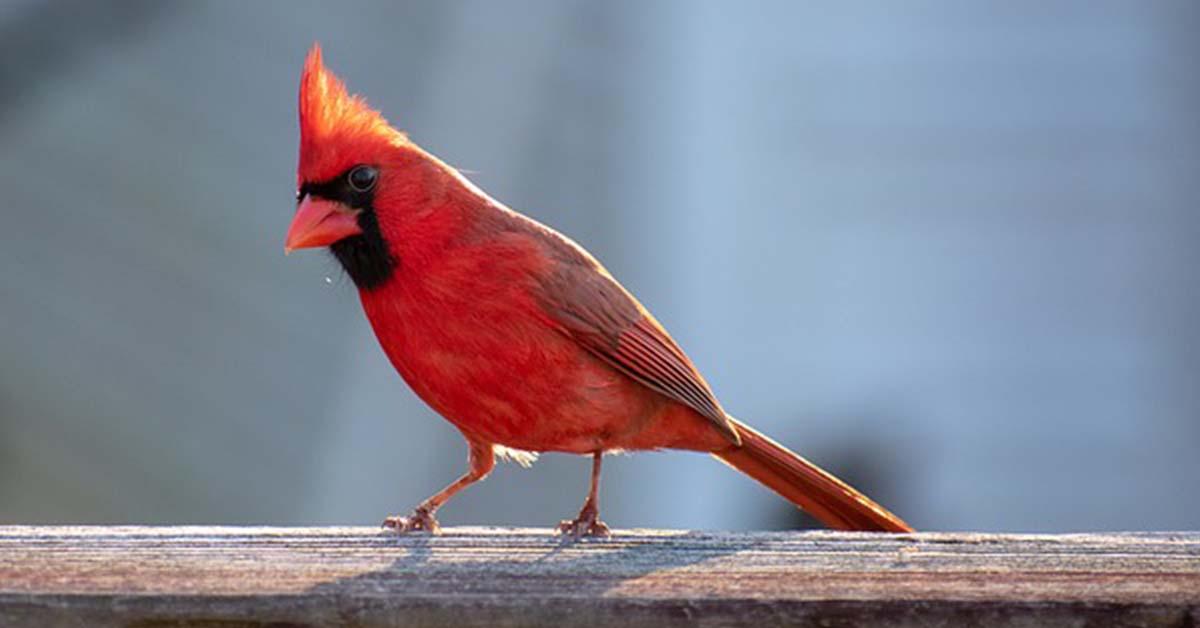 cardinals color rush cardinals color rush