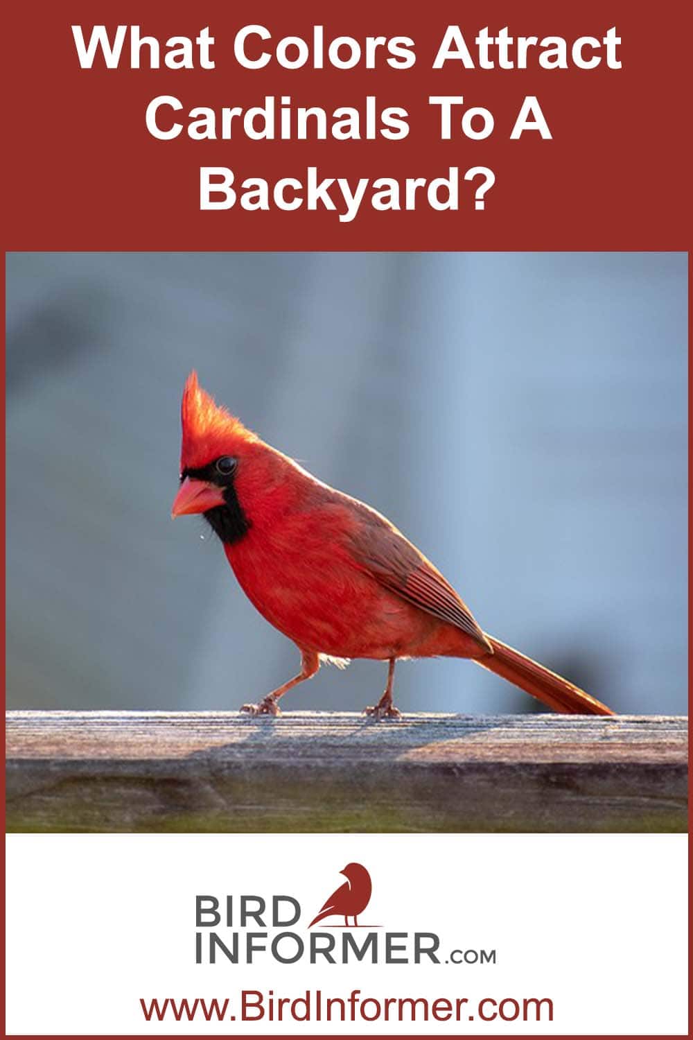 What Colors Attract Cardinals To A Backyard