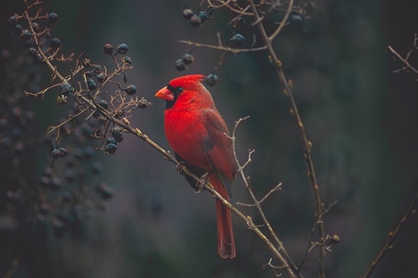 What Do Cardinals Eat? The Definitive Guide To Their Diet