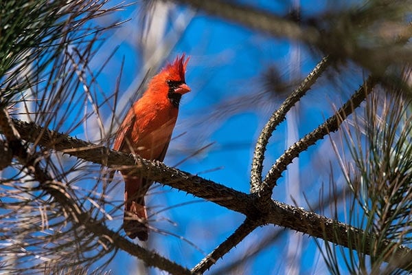 An In-Depth View Of Where Do Cardinals Nest?