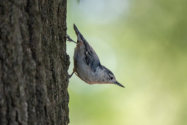 White-breasted Nuthatch On Tree