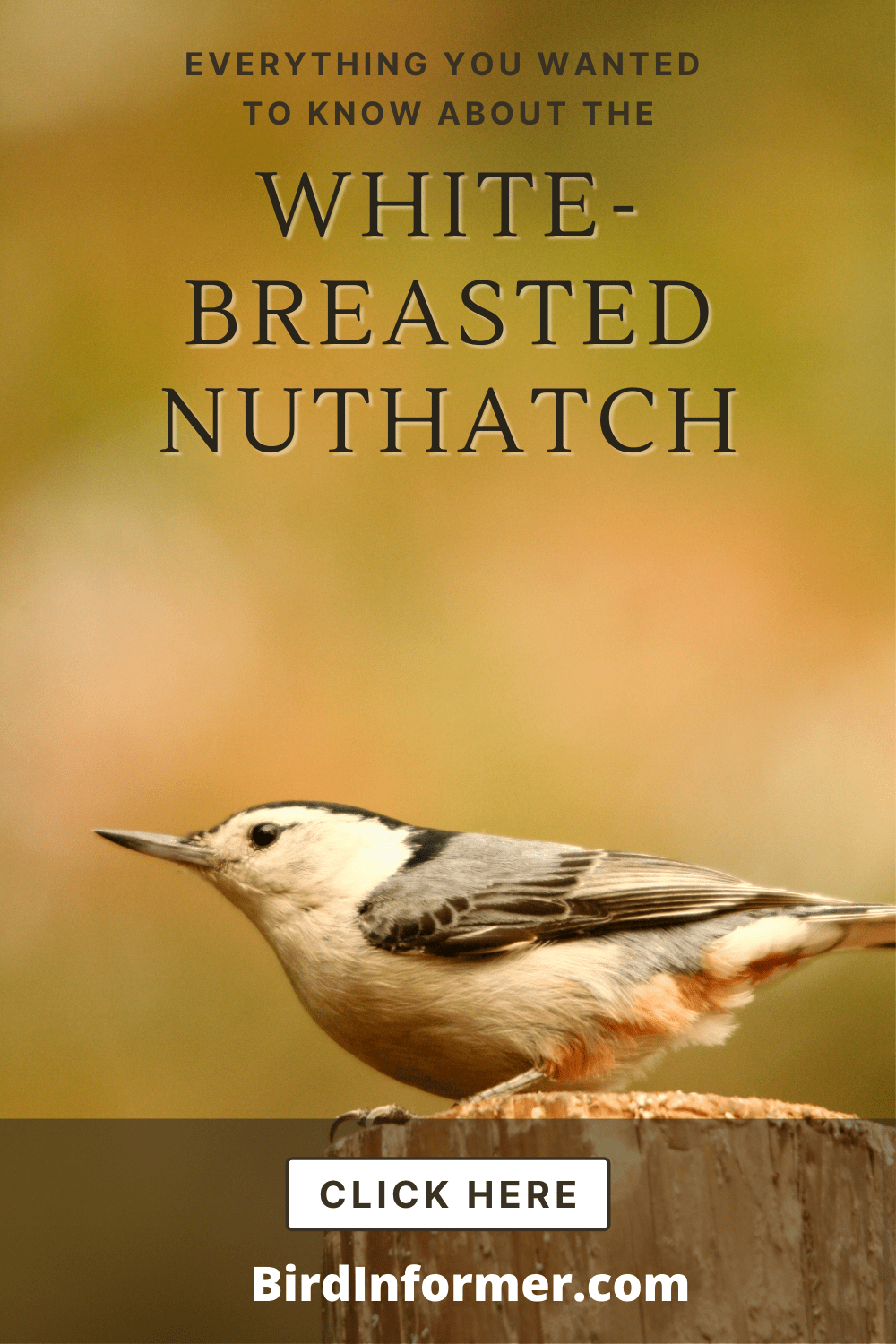 White-breasted Nuthatch