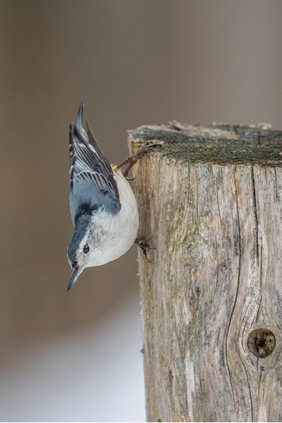 White-breasted nuthatch climbing down tree stump