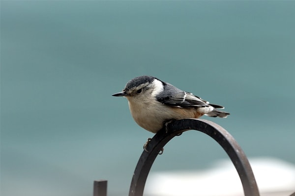 White-breasted nuthatch perched