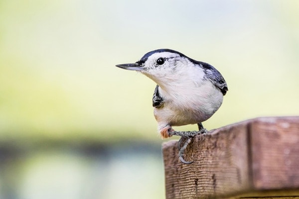 White-breasted nuthatch with green background