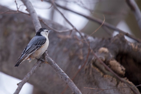 White-breasted nuthatch