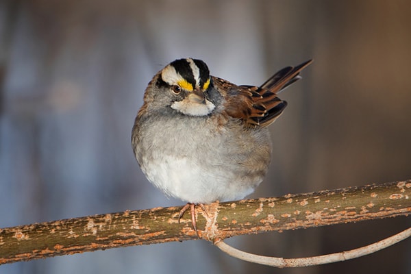 White-throated Sparrow Bird Facts
