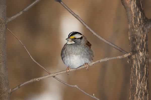 White-throated Sparrow Bird Perched on Tree