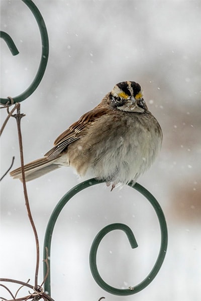 White-throated Sparrow in snow