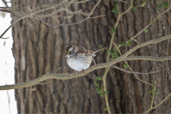 White-throated Sparrow in tree