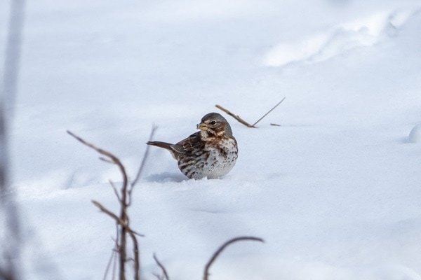 White-throated Sparrow side view