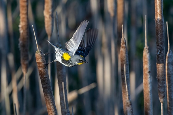 Yellow-Rumped Warbler Flying