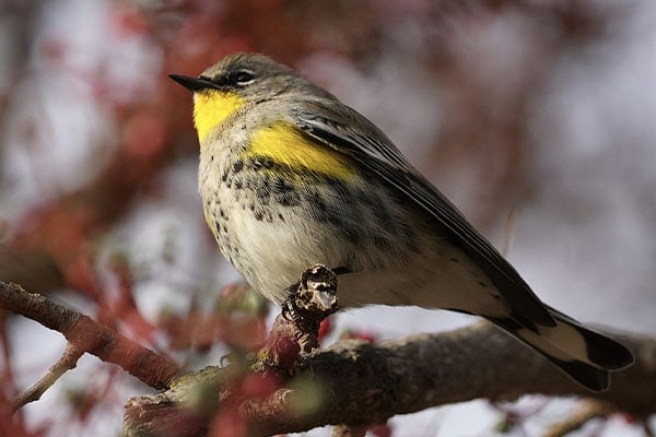 Yellow-Rumped Warbler and yellow feathers