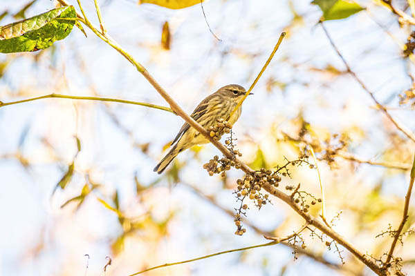 Yellow-Rumped Warbler in tree