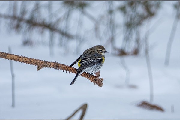 Yellow-Rumped Warbler in winter