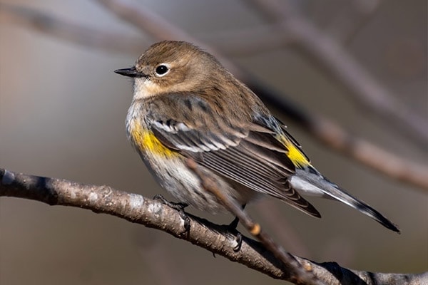 Yellow-Rumped Warbler side view