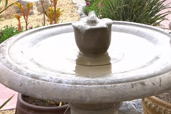 Top 10 Reasons Why Birds Are Not Using Your Bird Bath