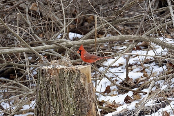 cardinal in winter