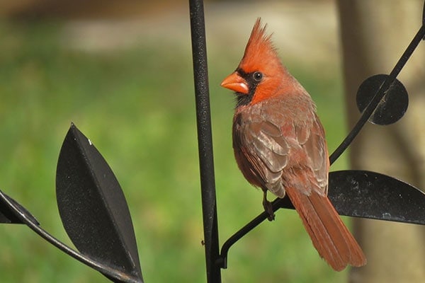 cardinal on fence
