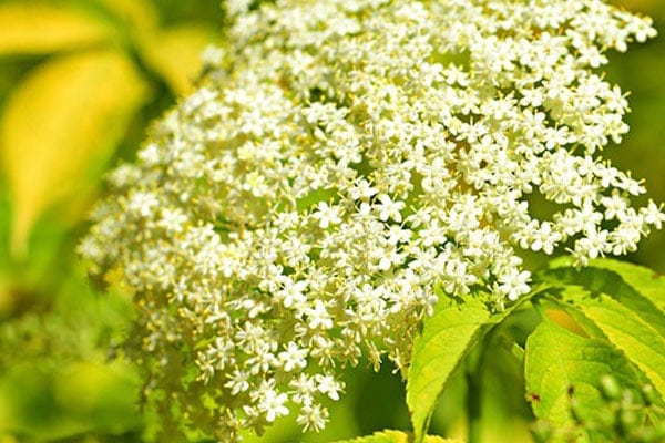 elderberry