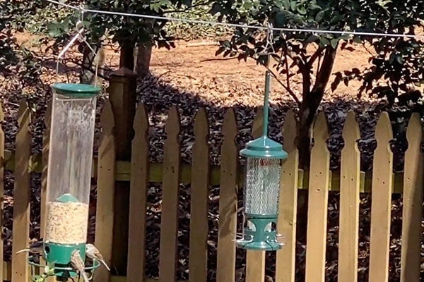 hanging bird feeders between two trees