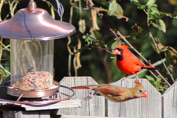 how long does it take for birds to find a bird feeder