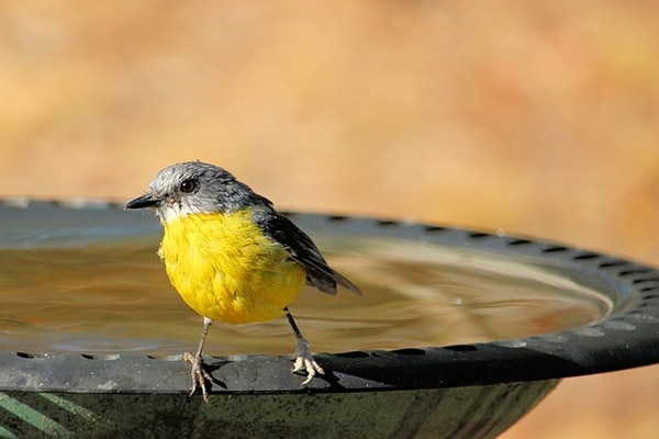how to stabilize a bird bath