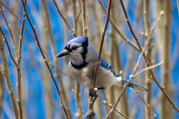 image of Blue Jay