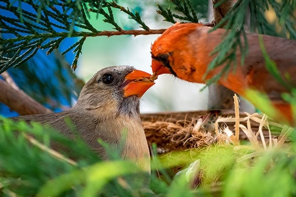 male and female cardinal