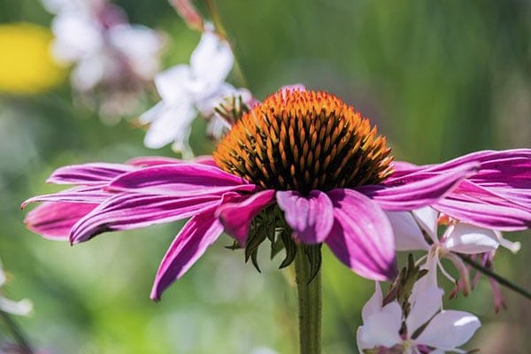 purple coneflower