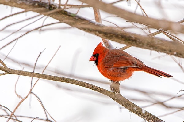 why do cardinals come out in the winter