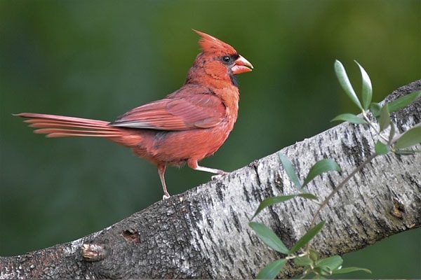 young Northern Cardinal