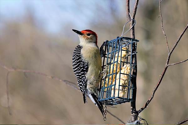 Expert Guide On How To Make Bird Seed Cakes Without Gelatin