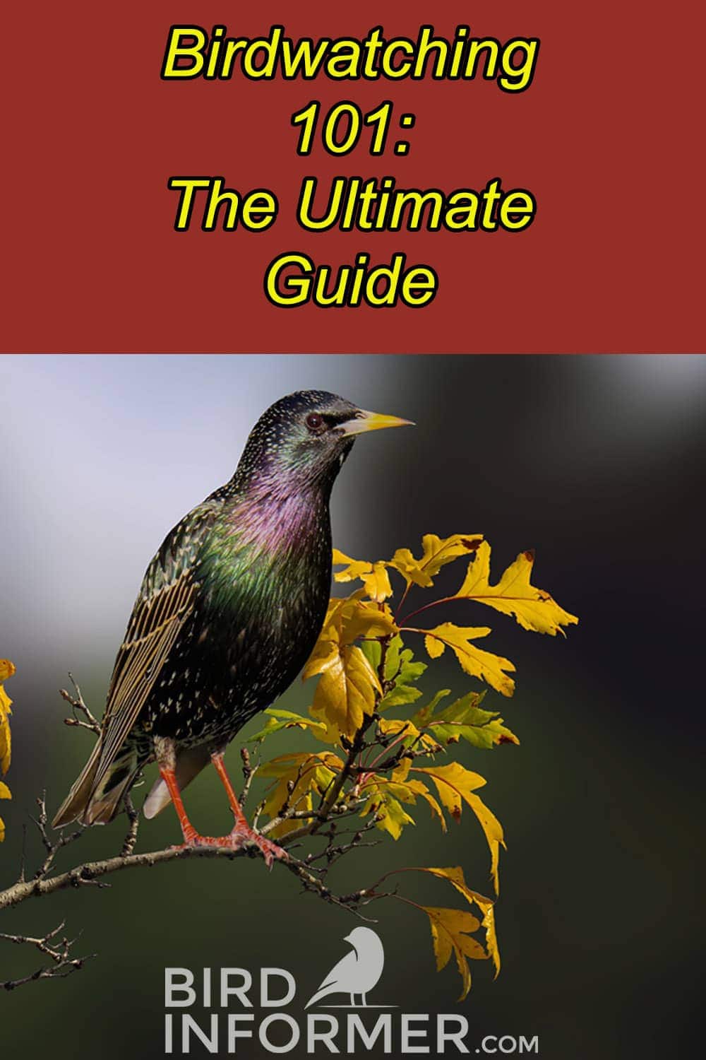 backyard birdwatching guide pin