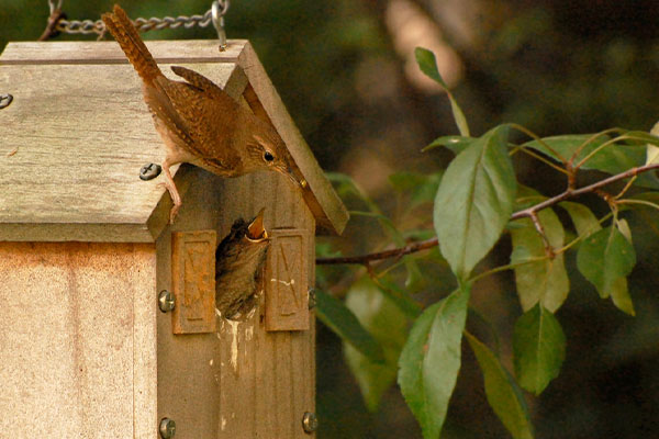 bird feeding young in birdhouse